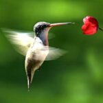 colibri